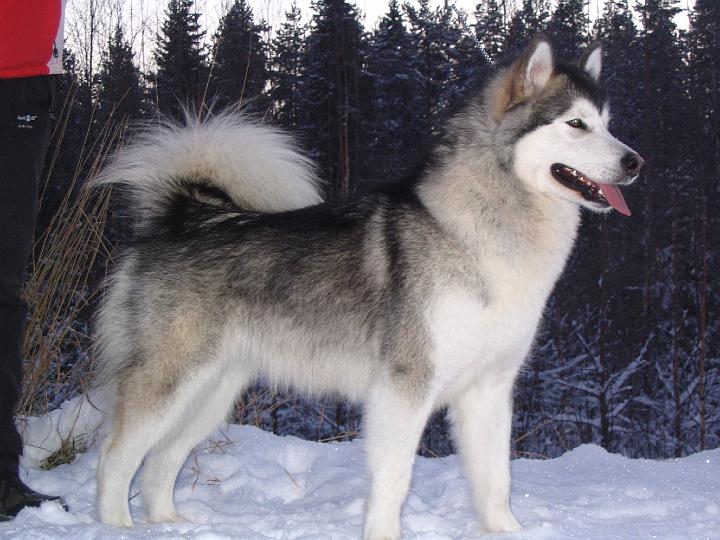 Awa Marras-07 001.jpg - Awa in November 2007